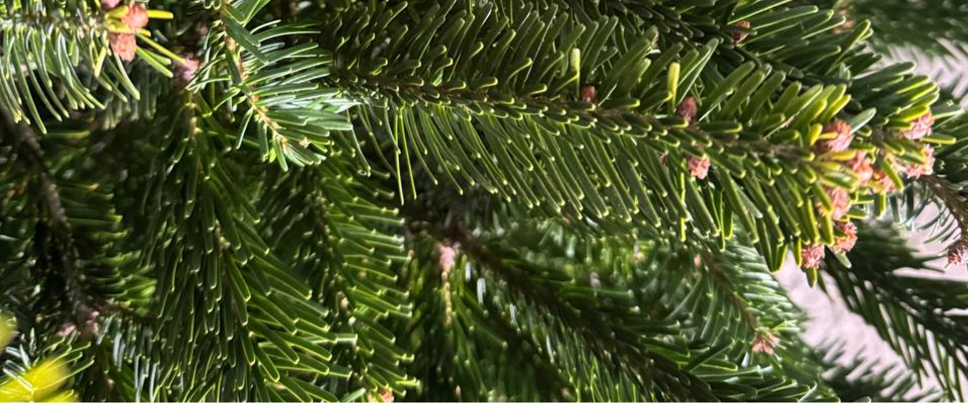 Звони и заказывай новогоднюю пихту +375 29 500 71 50